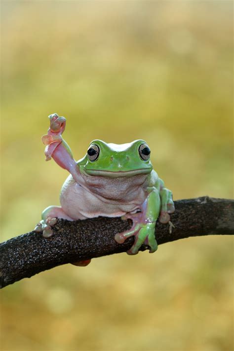 pictures of frogs cute